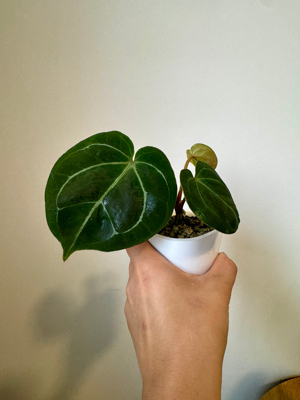 Anthurium (Red Velvet x Zara) x KOS