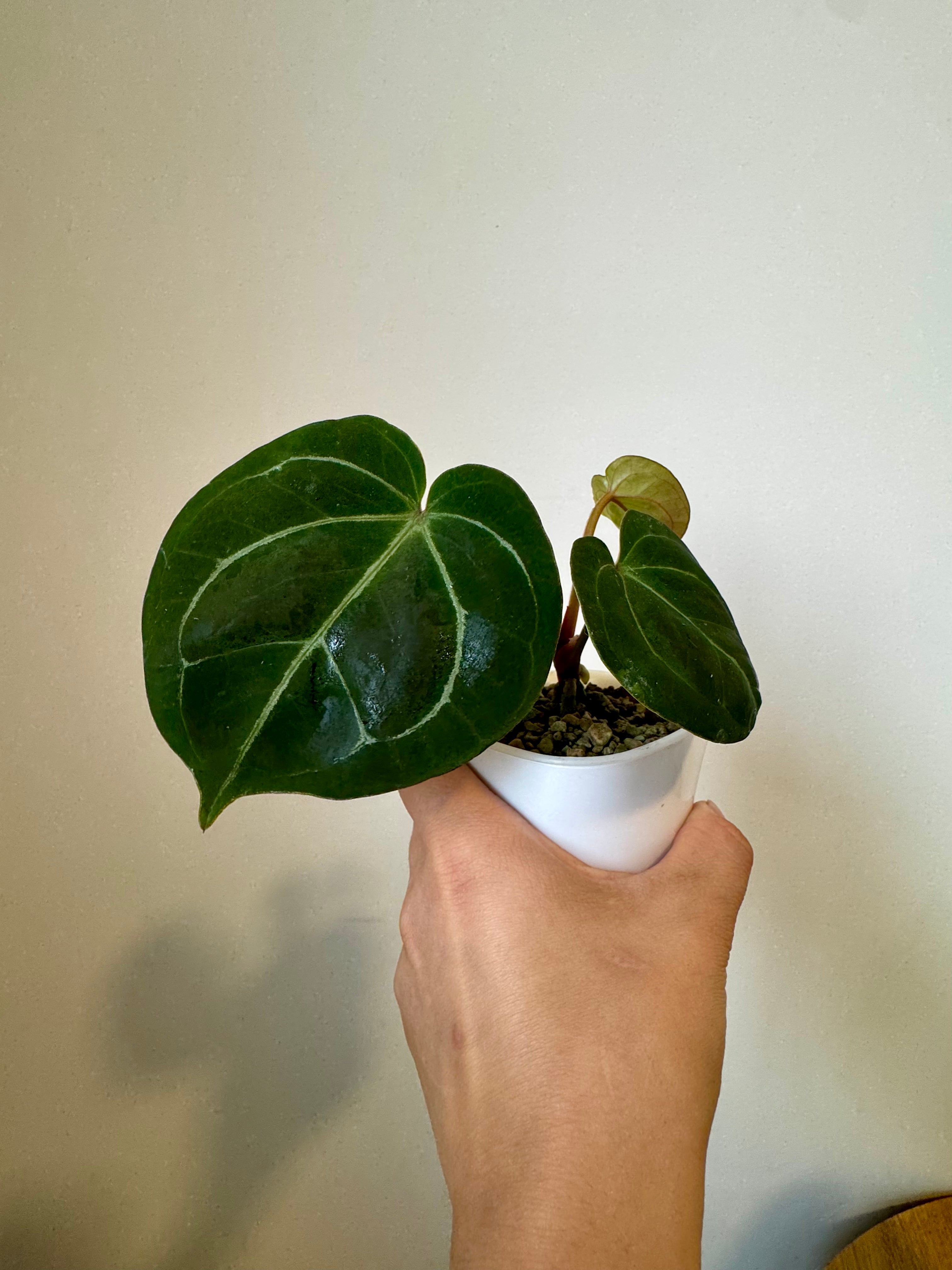 Anthurium (Red Velvet x Zara) x KOS