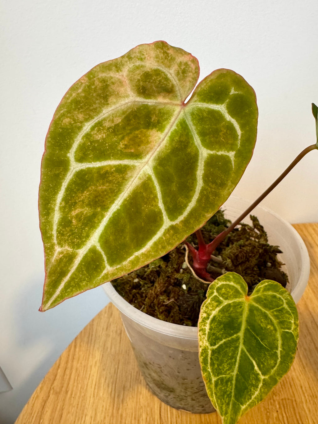 Anthurium Crystallinum Variegated