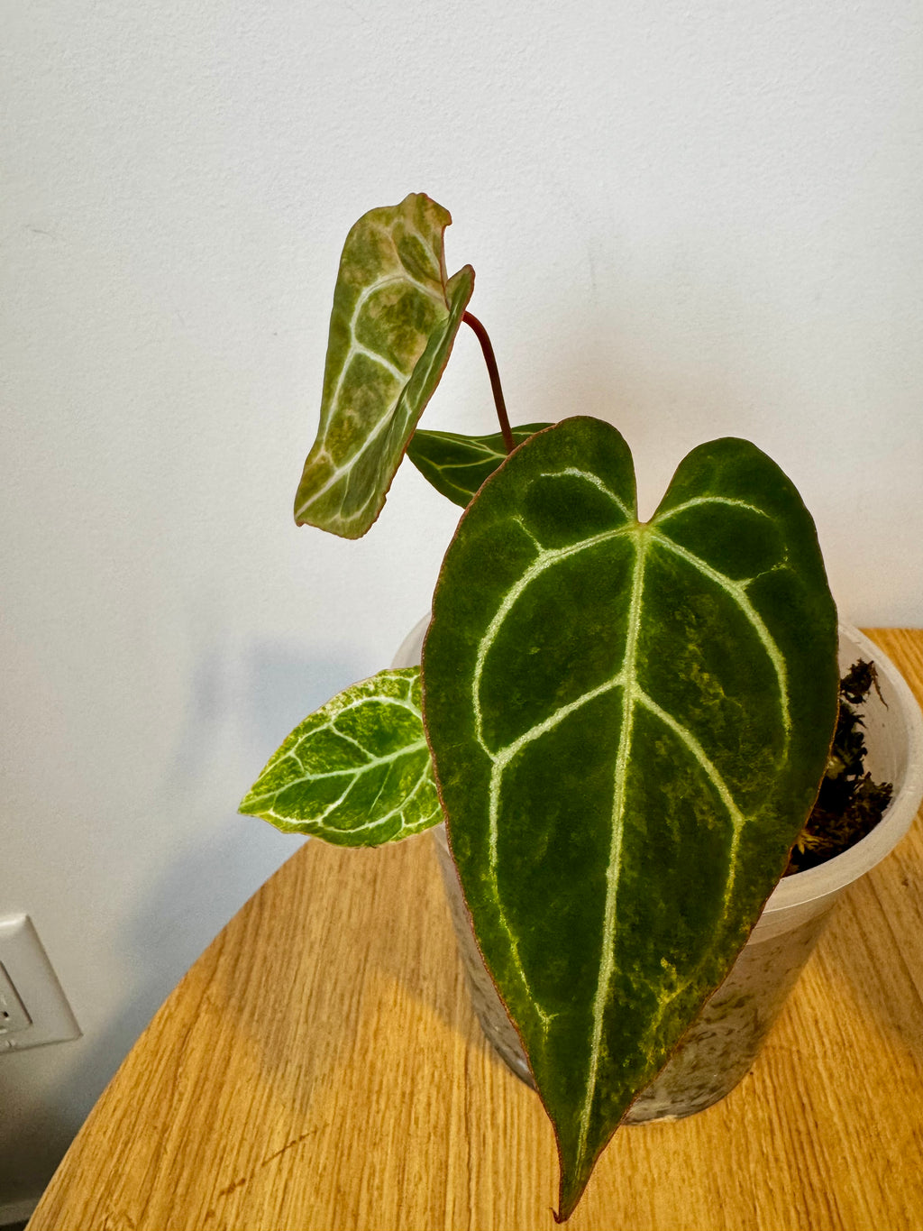 Anthurium Crystallinum Variegated
