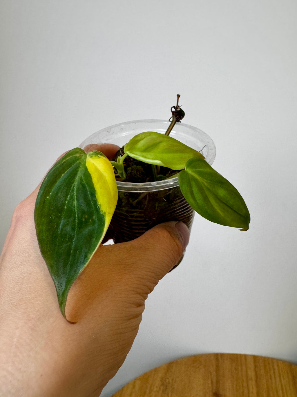 Philodendron Micans Variegated