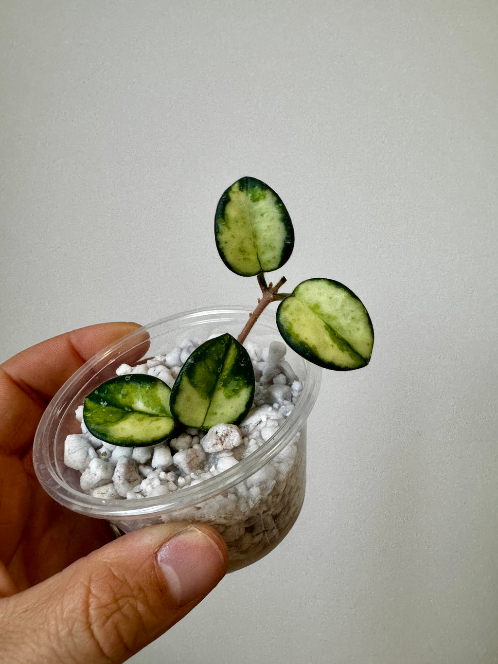 Hoya Mathilde Variegated