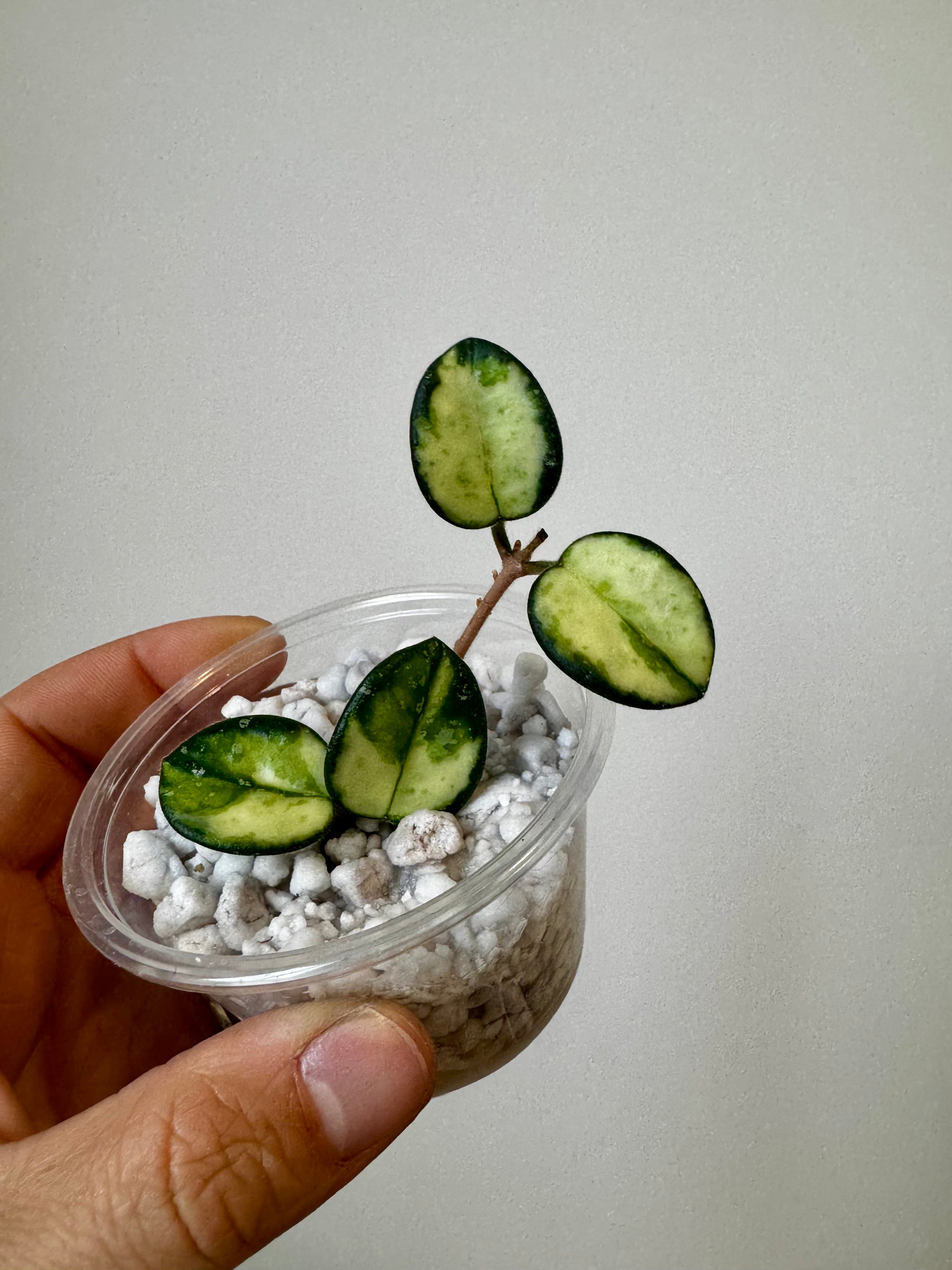 Hoya Mathilde Variegated