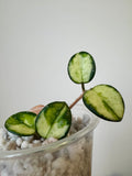 Hoya Mathilde Variegated