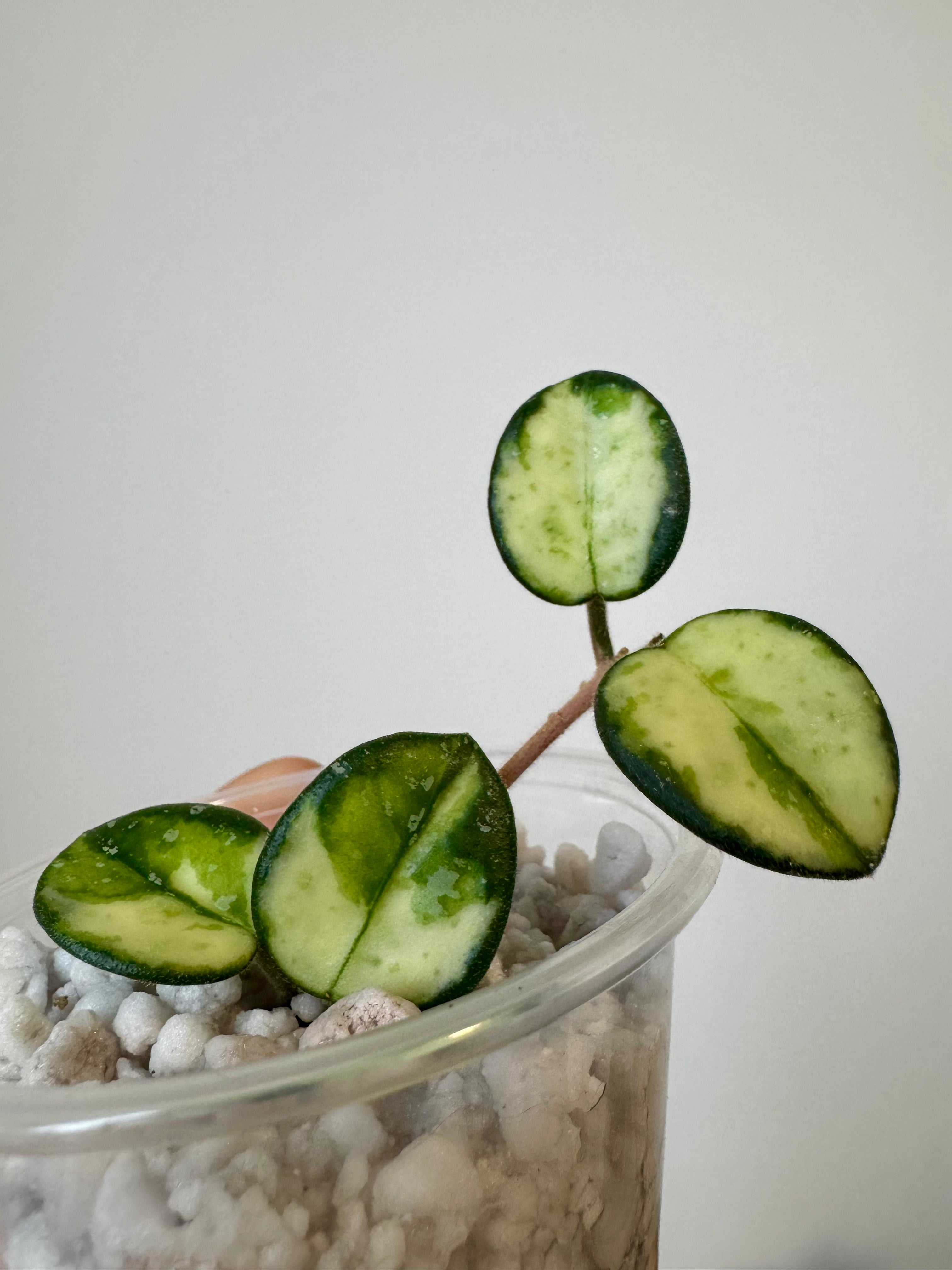 Hoya Mathilde Variegated
