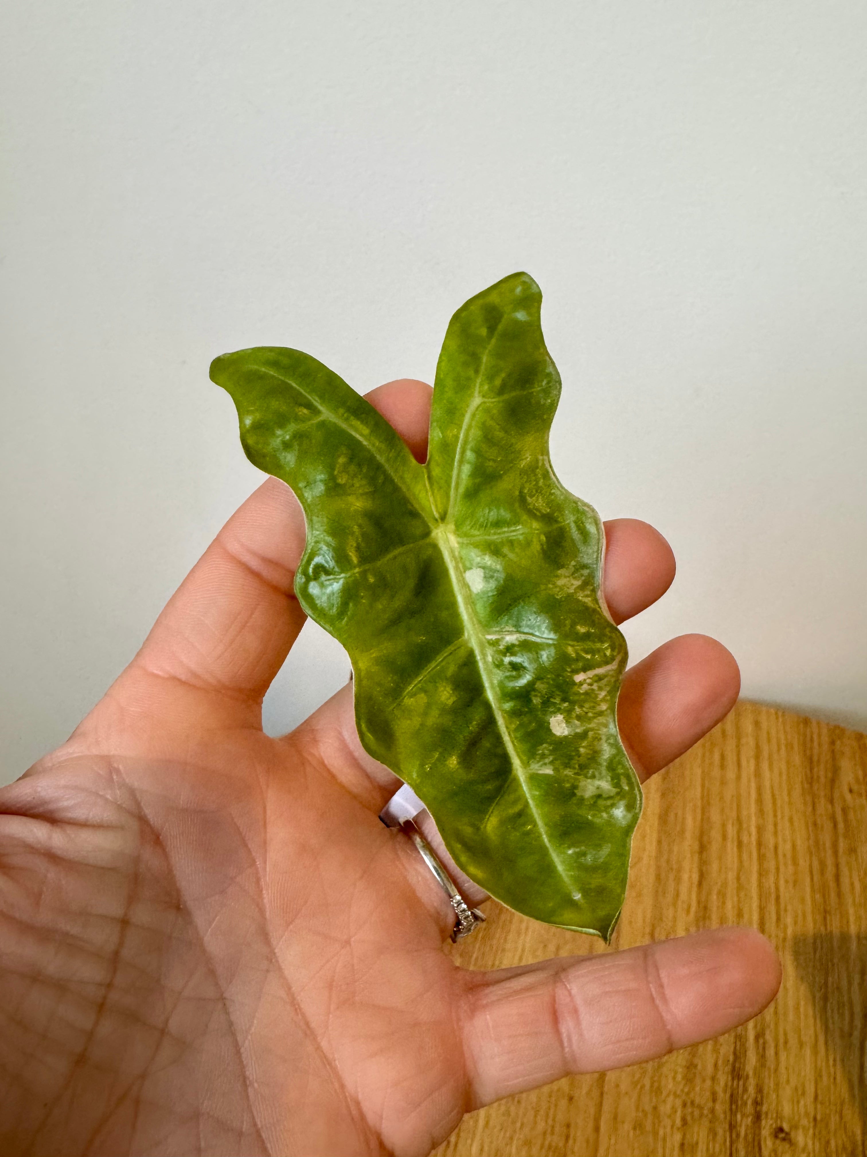 Alocasia Pseudo Aurea