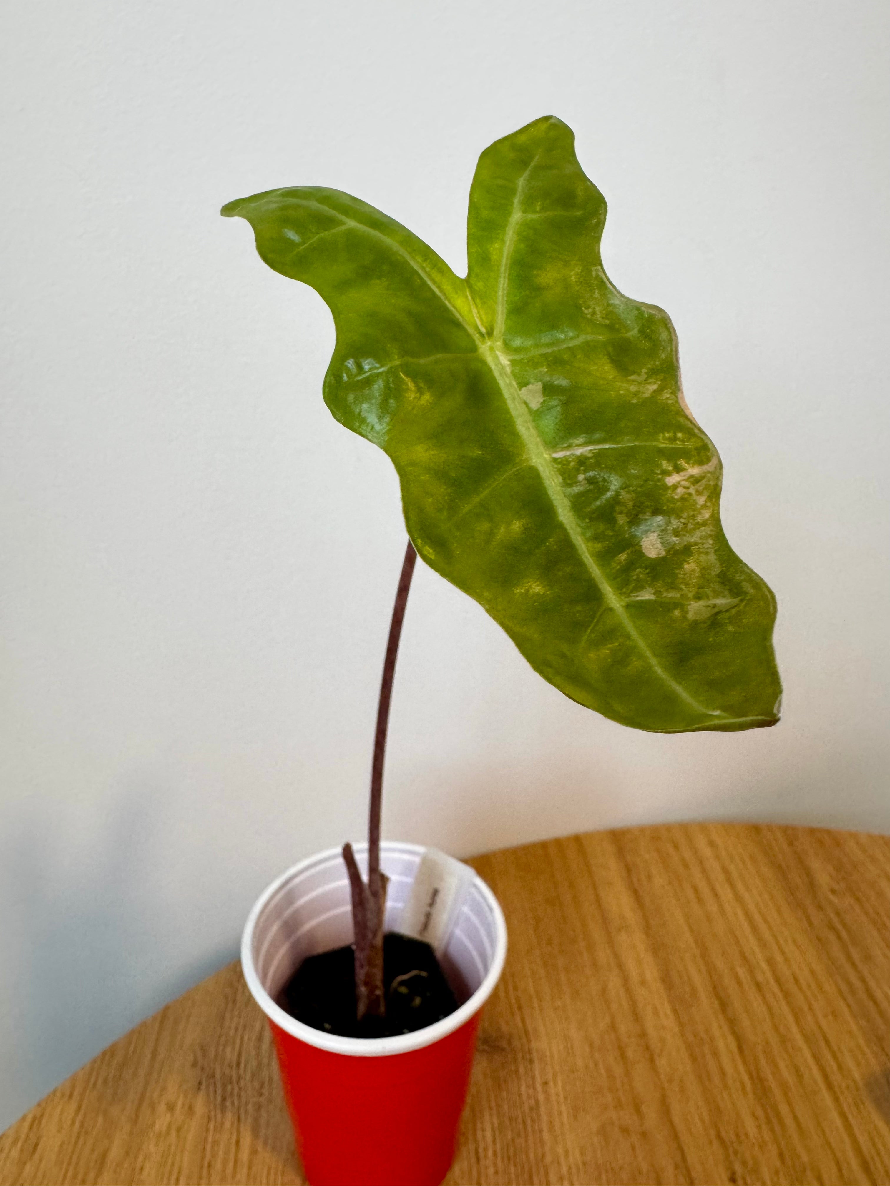 Alocasia Pseudo Aurea