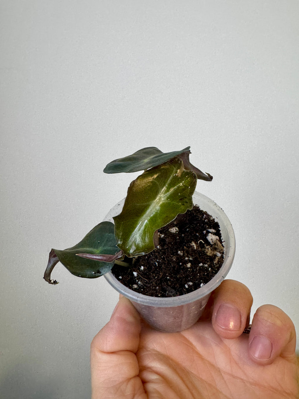 Alocasia Venom
