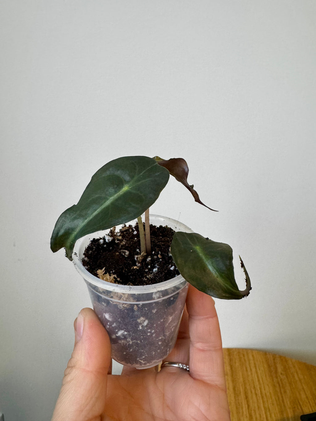 Alocasia Venom
