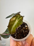 Alocasia Venom