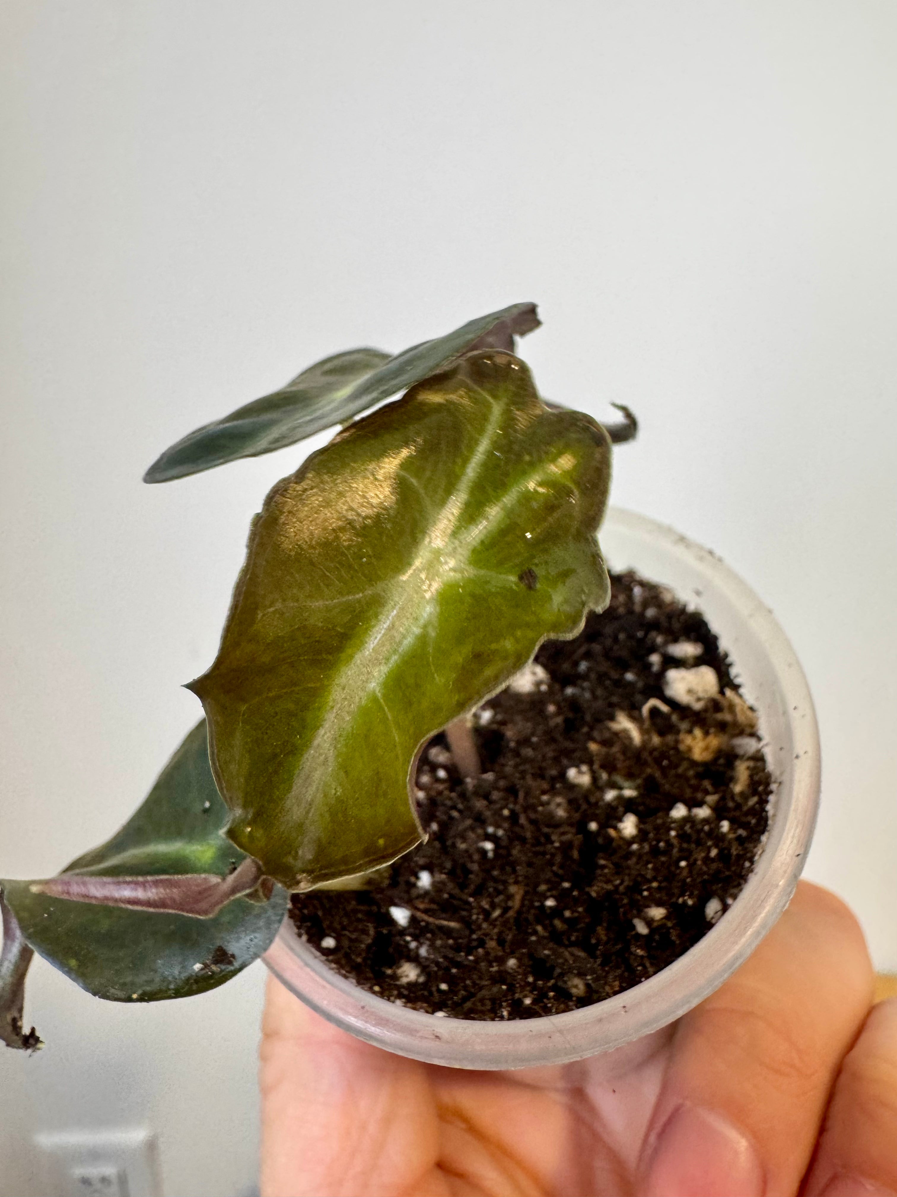 Alocasia Venom
