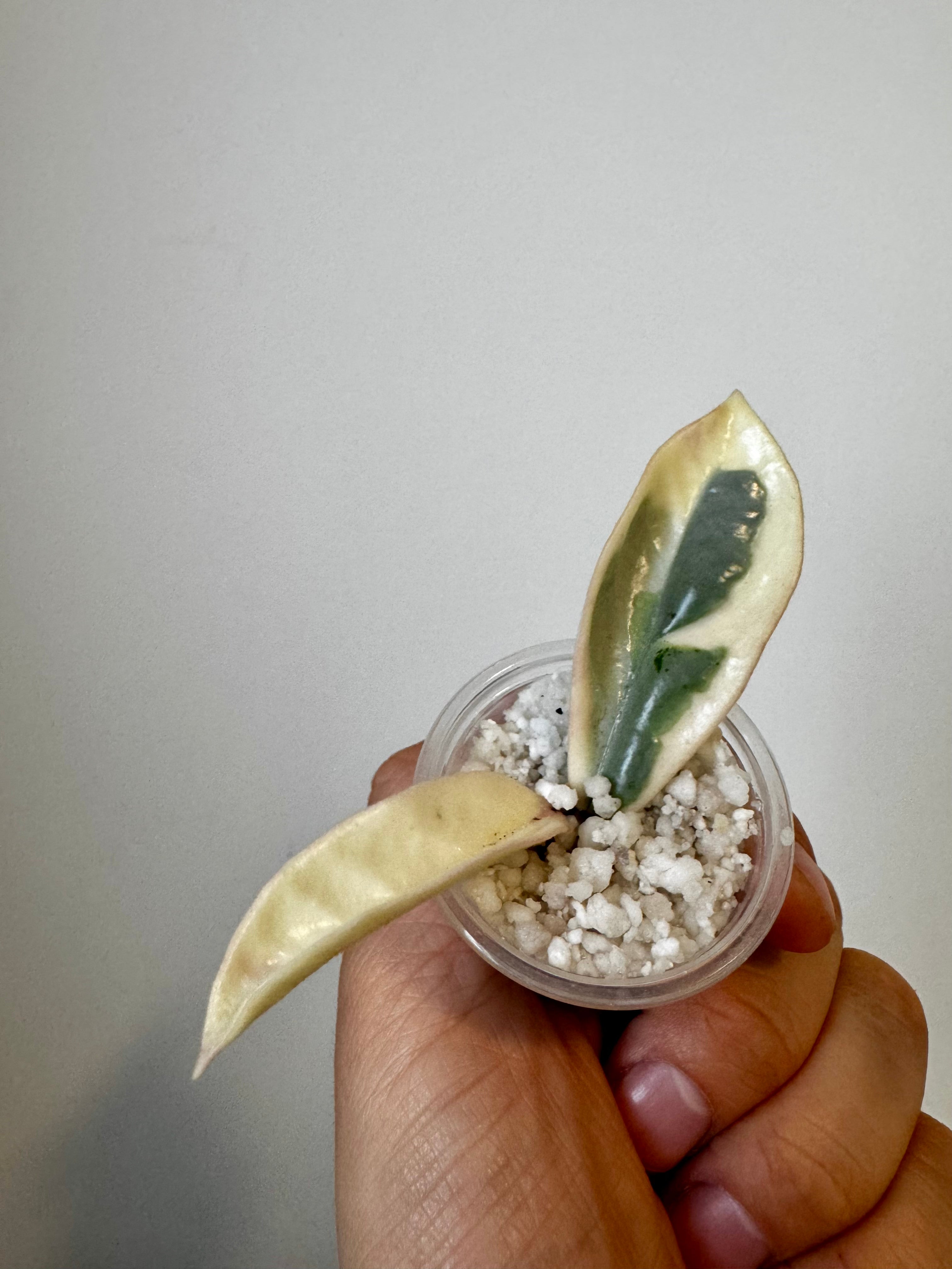 Hoya Argentea Picta