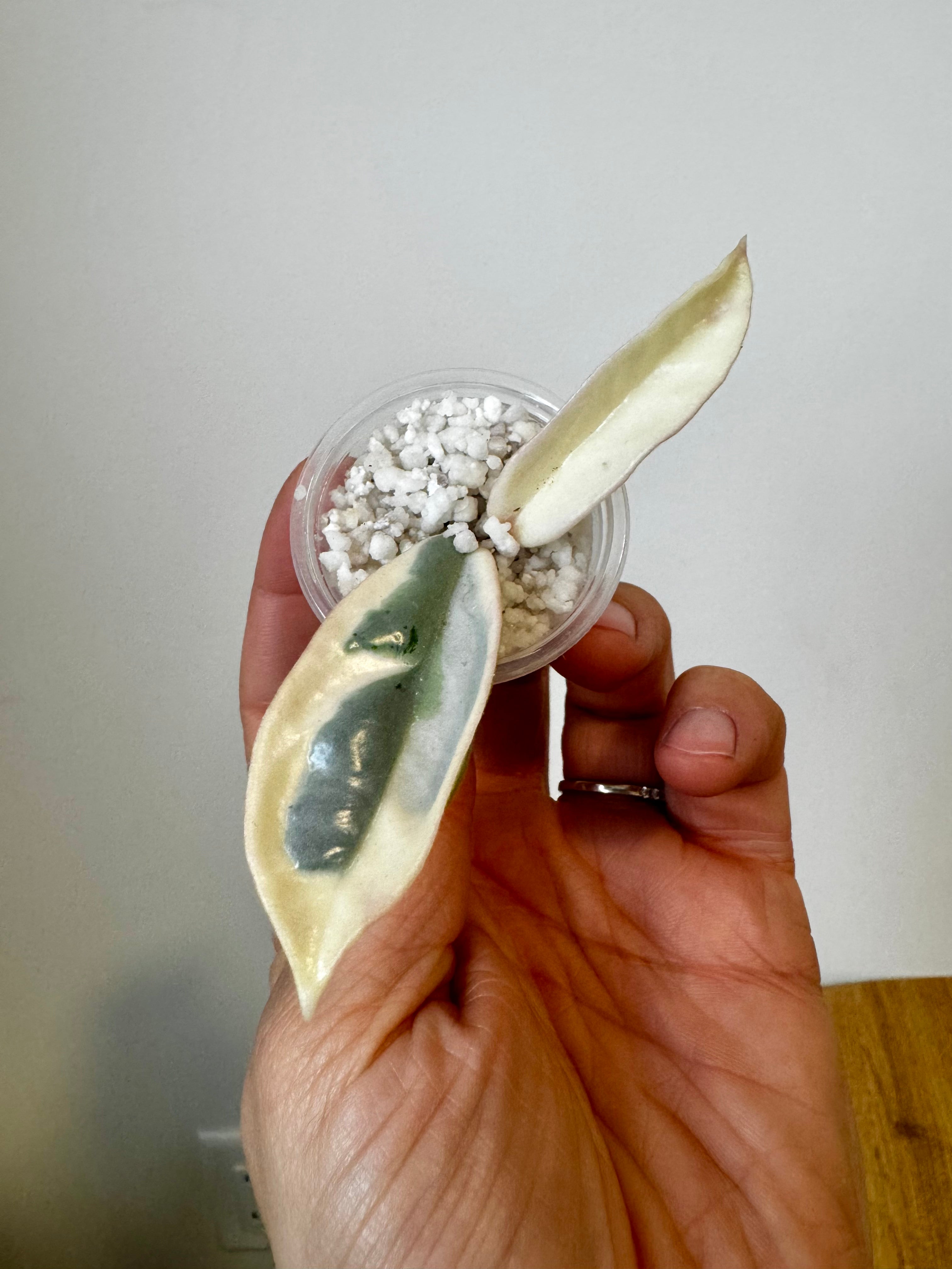 Hoya Argentea Picta