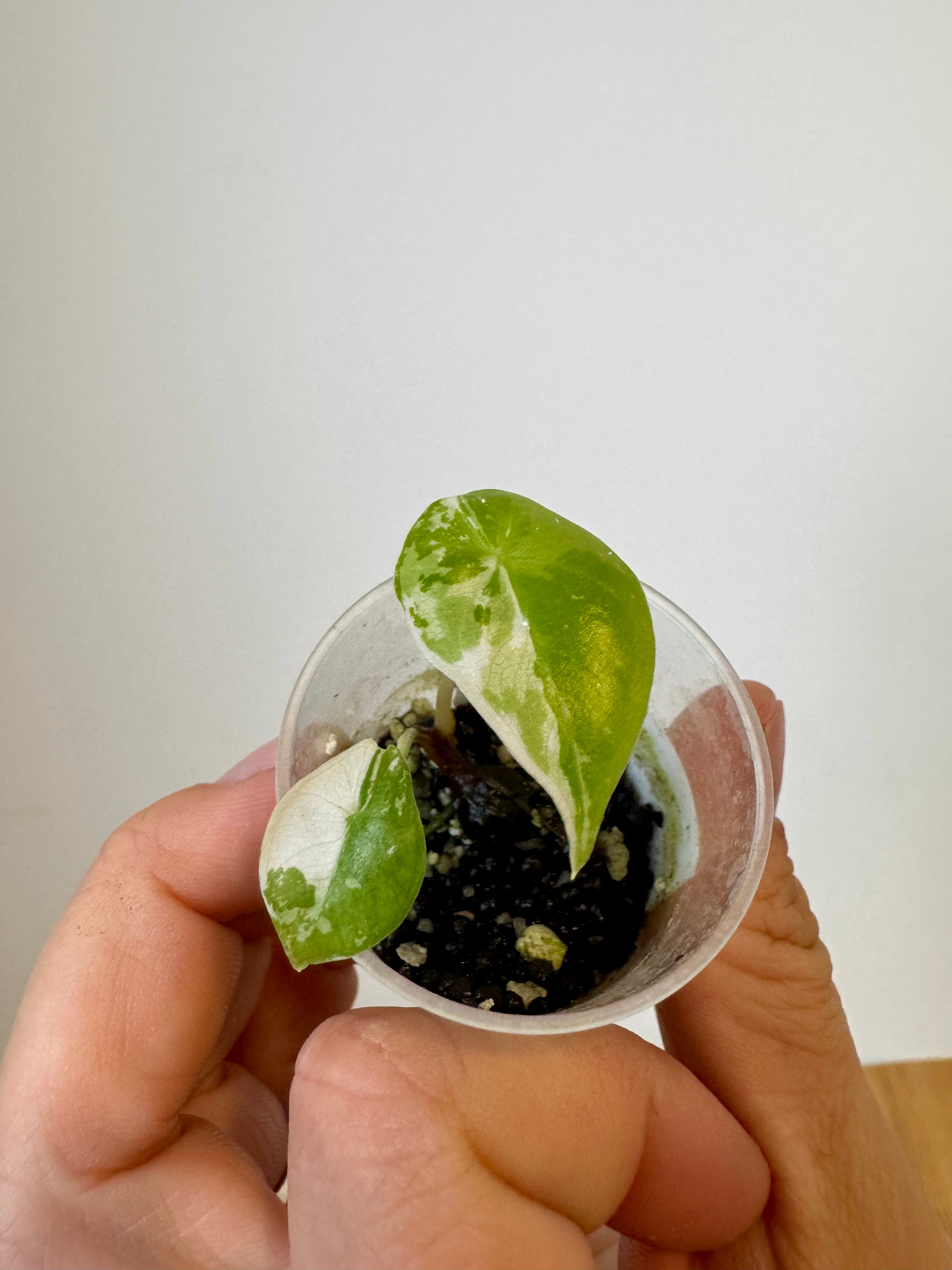 Alocasia Longiloba Albo