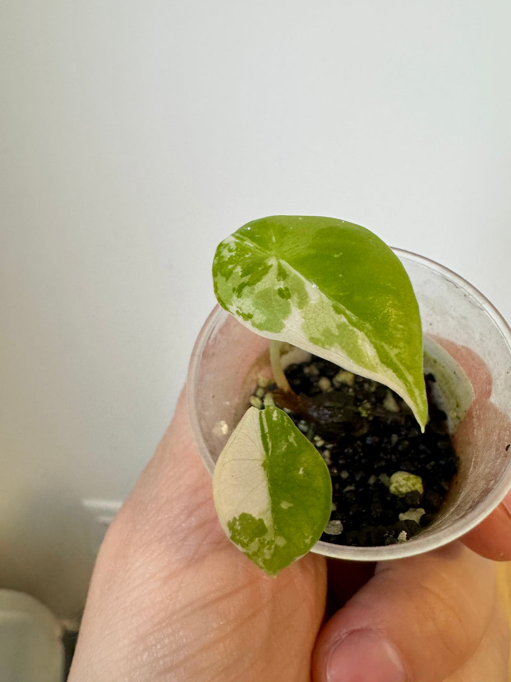 Alocasia Longiloba Albo