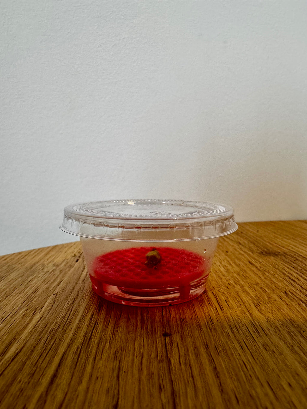 Pack of 7 Corm Riser & Container *MADE TO ORDER*