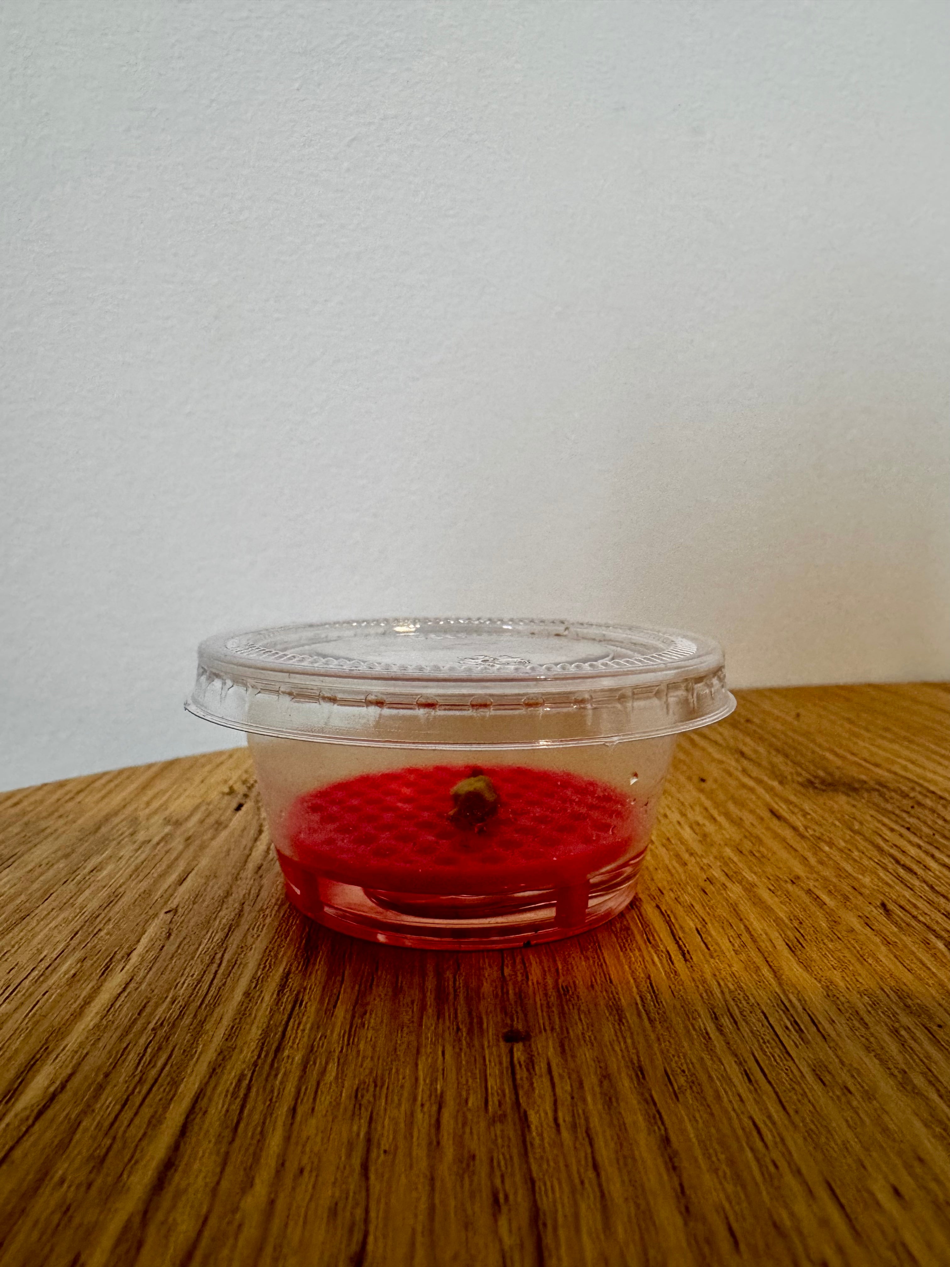 Pack of 7 Corm Riser & Container *MADE TO ORDER*